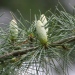 Cedrus deodara