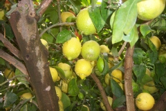 Limonier, Citronnier