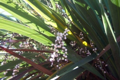 Cordyline, Dracaena