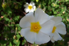 Cistus salviifolius