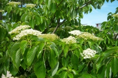 Cornus controversa 'Pagode'