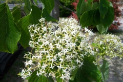 Cornus controversa