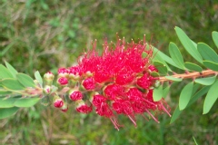 Goupillon, Rince bouteille, Callistème, Callistemon