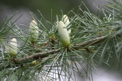 Cedrus deodara