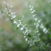 Calamintha