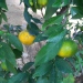 Citrus deliciosa