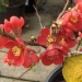 Cognassier du japon 'crimson and gold', Cognassier du japon