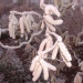 Corylus avellana 'Contorta'