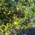 Citrus limon