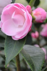 Camelia, Camelia 'sweet jane'