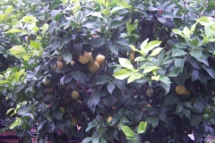 Limonier, Citronnier