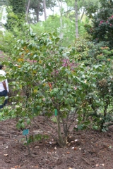Camellia japonica 'Ave Maria'