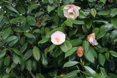 Camellia japonica 'Moonlight Bay'