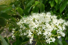 Cornus controversa 'Pagode'