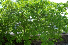 Cornus nuttalii