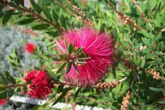 Goupillon, Rince bouteille, Callistème, Callistemon
