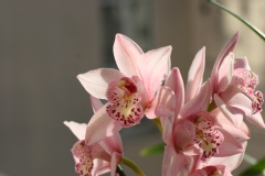 Orchidée cymbidium, Orchidée cymbidium pretty pink