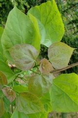 Photo de Catalpa bignonioïdes