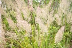 Herbe aux diamants, Calamagrostide