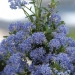 Céanothe, Céanothe 'puget blue'