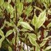 Cornouiller argenté, Cornouiller 'argenteomarginata', Cornouiller blanc