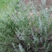 Calamintha