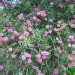 Callistemon 'Violaceus'