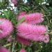 Callistemon 'Violaceus'