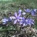 Petits camas, Jacinthe d'indiens, Camassie, Camash