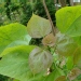 Catalpa commun, Catalpa de la caroline