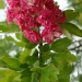 Crataegus laevigata 'Paul's Scarlet'