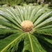 Palmier fougère, Sagoutier, Cycas du japon, Sagou du japon
