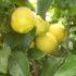 Citrus limon