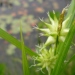 Carex grayi