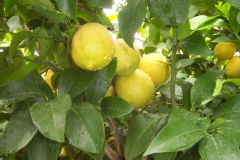 Limonier, Citronnier