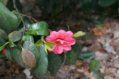 Camelia, Camelia 'guichard soeurs'