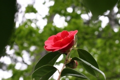 Camelia, Camelia du japon, Camelia 'adolphe audusson'