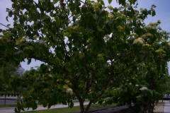 Cornus alternifolia