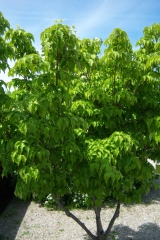 Cornus kousa 'Milky Way'
