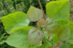 Photo de Catalpa bignonioïdes