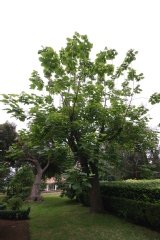 Catalpa commun, Catalpa de la caroline