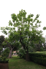 Photo de Catalpa bignonioïdes