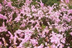 Bruyère 'county wicklow'