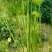 Papyrus nain, Papyrus, Souchet, Papyrus d'egypte