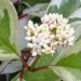 Cornouiller blanc, Cornouiller 'elegantissima'