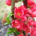 Chaenomeles speciosa 'Rubra'