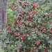 Camellia japonica 'Bella Lambertii'