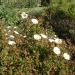 Cistus X florentinus