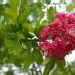 Crataegus laevigata 'Paul's Scarlet'