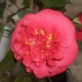 Camellia japonica 'Bénodet'